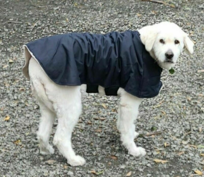 80cm dog coat