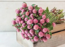 40 Gomphrena Raspberry Creme seeds