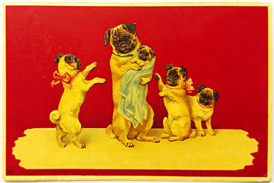 Antique Embossed Pug Dog Family Postcard