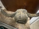 African Totomaja Mask Water Buffalo Mask — photo 2