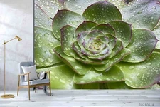 3D Green Succulents Plants Close-up Self-adhesive Removable Wallpaper Murals