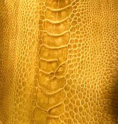 Ostrich Legs Skin Leather, Mustard Color Glazed Grade B