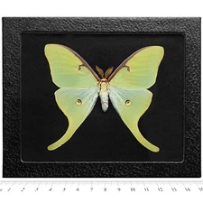 Actias luna BLACK BACKGROUND REAL FRAMED GREEN NORTH AMERICAN LUNESTA MOTH