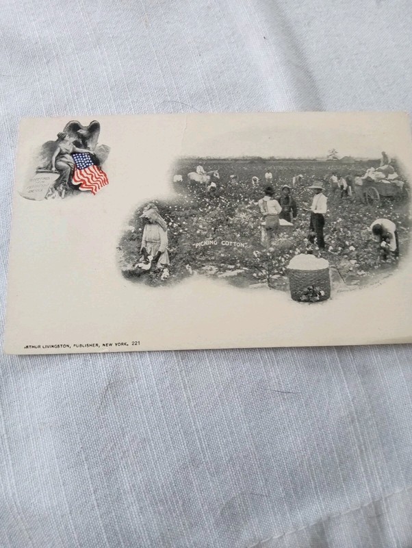 People Picking Cotton Postcard Old