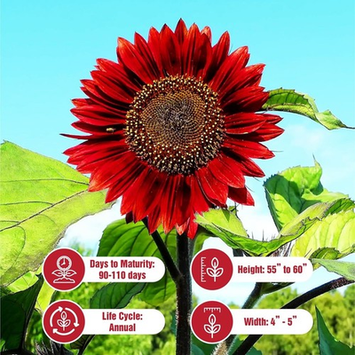 #ad #ad Red Vibrant Sunflower Seeds for Planting Velvet Queen Heirloom Non GMO $40.00