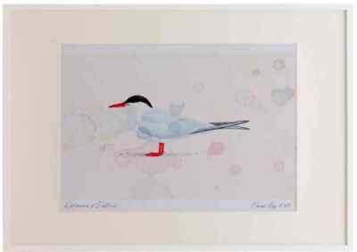 A3 Flussseeschwalbe Erwachsene Aquarell limitierte Auflage Bild gerahmt