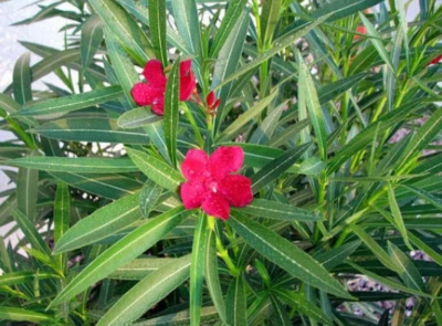 Oleander Tree Nice Pink Flowers Plants Gumtree Australia Unley Oleander Tree Nice Pink Flowers