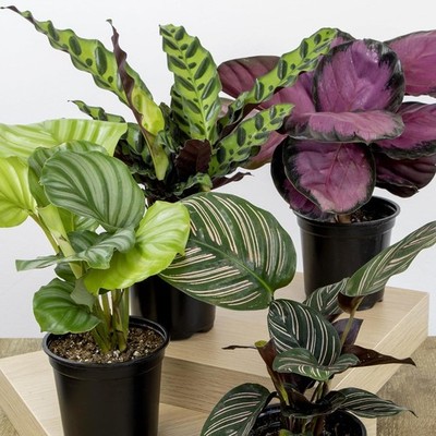 calathea flamestar pflege Buy Calathea Flamestar Plants Online main image 1