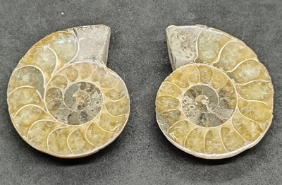 Ammonite Fossil cut in half and polished 36mm shell 2 pieces AM011