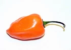 30 SEEDS OF HABANERO ORANGE DEVIL SEED CHILE 100% GUARANTEED ORANGE DIABLO