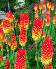 Kniphofia Red Hot Poker (Alcazar) Hardy Perennial in 1 ltr POT, FREE DELIVERY