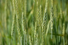 Grain Seeds - -Bunker Triticale Rye-Wheat - 200 Seeds Starter Pack-Cover Crop