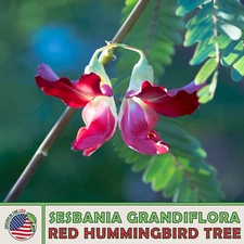 20 Red Hummingbird Tree Seeds, Sesbania grandiflora, Vegetable Tree, Genuine USA