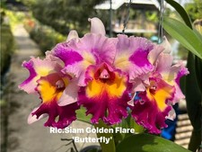 Rare Cattleya/Rlc. Siam Golden Flare 'Butterfly' orchid , not in bloom