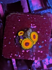 WYSIWYG RARE High End Great Owl Zoa Zoanthid Live Coral WWC Strat Krak Eye WWC