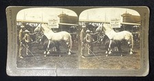 Among the Prize Winners LA Purchase Exposition St Louis MO White Stereoview 1905