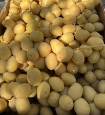 14 LB YELLOW BARHI DATRS ... CALIFORNIA FRESH DATES.
