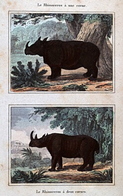 1844 Buffon Rhinoceros African Two Horned & India One Horn Rhino - Nature Animal