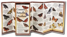 Northeast Guide to Earth, Sky & Water Animals: Butterflies | Nature, Wildlife &