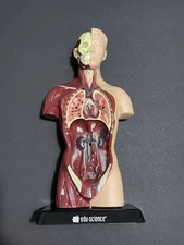 Anatomy Take Apart Puzzle Human Body Torso with Cards Edu Science Model