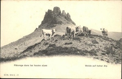 cows pasture on high alp