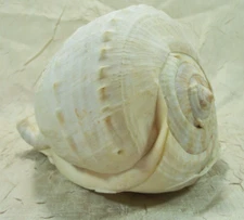 Large Horned Queen Helmet Conch Sea Shell Specimen 7"X 5" Gray/White