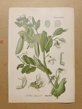 1886 ANTIQUE PICTURES LITHOGRAPH ART PRINT BOTANY FLOWER FLORA NATURE DECO PO...