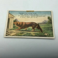 Postcard Fox Chicken Hen House Whimsical Spring Tail Vtg Schmidt 1911 Antique