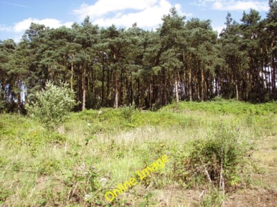 Foto 6x4 kleiner Wald neben Brancaster Straße Andocken der Bäume verstecken einen Coup c2014