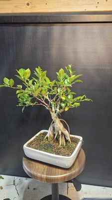 Very Nice Big Trunk FICUS Bonsai Tree Aerial Roots In Ceramic Pot 