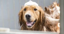 Dog Shower Head Kit - Chrome