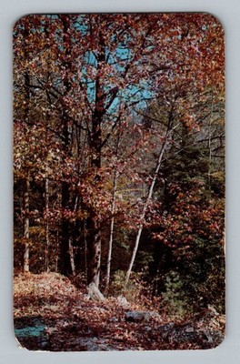 1955 Great Smoky Mountains National Park Jack Frosts Paint-Palette Postcard