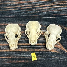 Real 3 Badger Skull Unique Gift Halloween Craft Animal Mount Art Model Head Odd