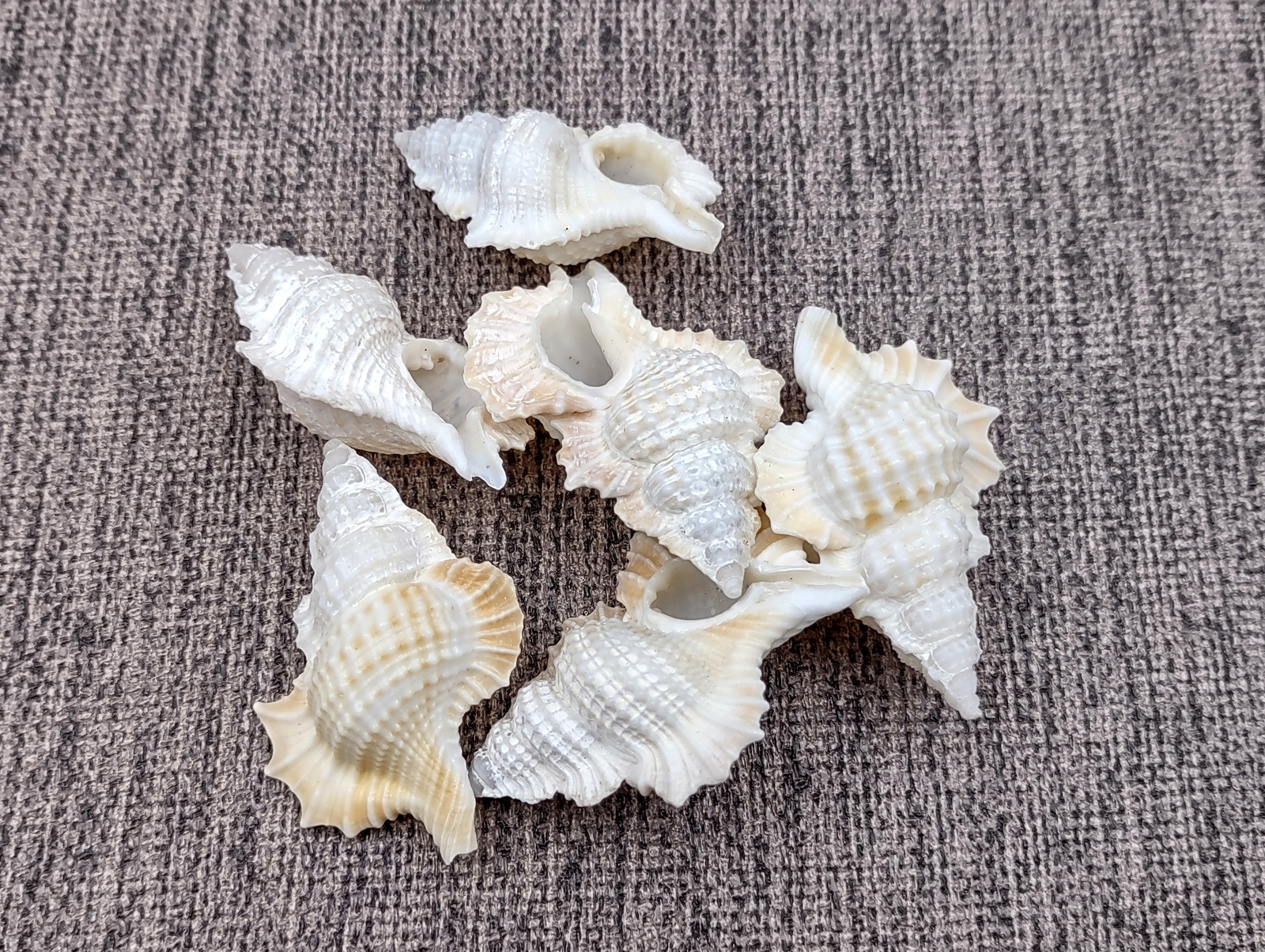 Maple Leaf Frog Seashells Creamy White (6 shells approx. 1+ inches)
