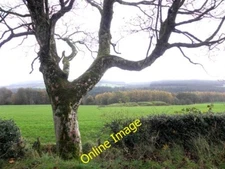 Photo 6x4 A bare tree, Tamnagh Bellway Pictured along Byturn Road c2013