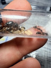 Red Carpenter Ant Queen, Camponotus Chromaiodes W/5 Workers And Brood