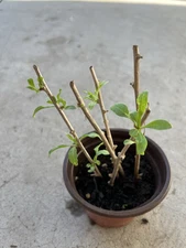 Goji Berry Plant With Pot 5 Cuttings Live Plant Ready To Plant