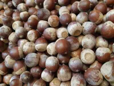 5 red oak seeds (Quercus rubra) FRESH SEEDS "FREE SHIPPING"