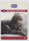 2015 Rspca Pets & Creatures European Shorthair #43 0b3