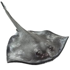 Sting Ray Figure - Hand Painted Collectible Toy - Safari Ltd 100507