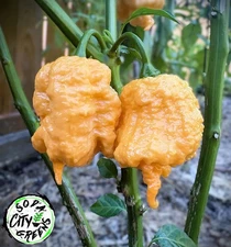 Fujiwhara Hot Pepper Seeds