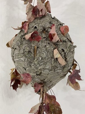Bald Faced Hornets Nest - Taken Down 10/2025 - 13''x9''x8'' - Beautiful Condition!