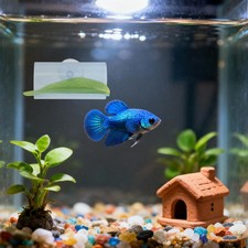5Pcs Aquarium Betta Fish Hideout Tube with Leaf Pad for Stressfree Fish Habitat