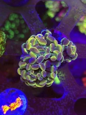 SBB Hologram Hammer 2.5 Heads Aquacultured WYSIWYG Live coral frag Lps Sps