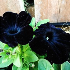 300PCS Black Petunia Seeds for Planting,Dwarf Wave Petunia Flowers Seeds to P...