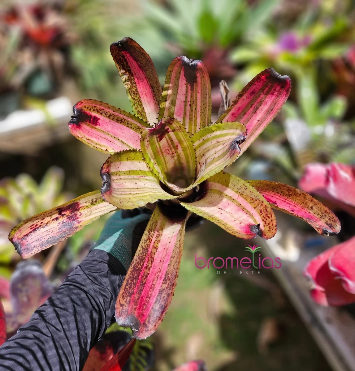 Bromeliad Neoregelia Tropical Houseplants for sale | eBay