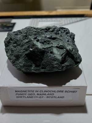 MAGNETITE CRYSTALS IN CLINOCHLORE SCHIST : SHETLAND ISLES 185g MF4804
