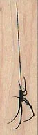 Spider on Web Line 3/4 x 2" Rubber Stamp, Spider Stamp, Halloween