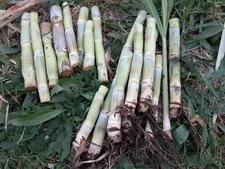 Sugar Cane Pieces for Planting - MICHIGAN GROWN!  Organic, non-GMO