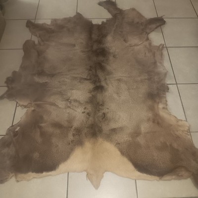 Large Elk Hide Pelt Fur Skin Taxidermy Rug Wall Decor Approx 60  X 44  C